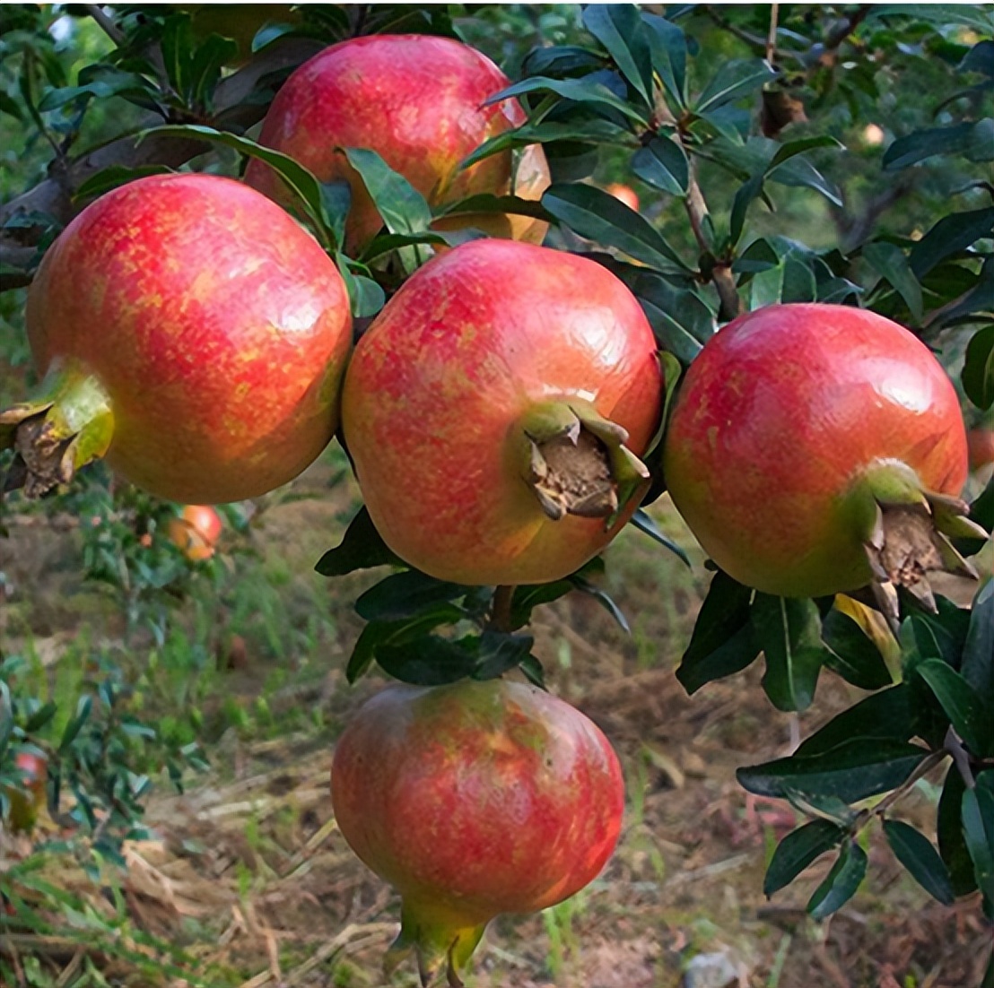石榴大面积种植方法最简单,盆栽软籽石榴怎么种植