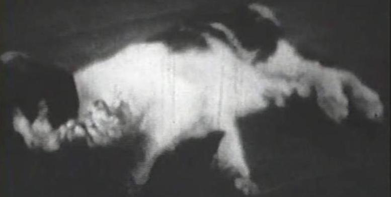 日本爆发罕见怪病事件的原因,日本爆发怪病事件最新