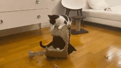 这几种猫最费钱有钱人才养得起,这几种烧钱的猫已被淘汰难养得起