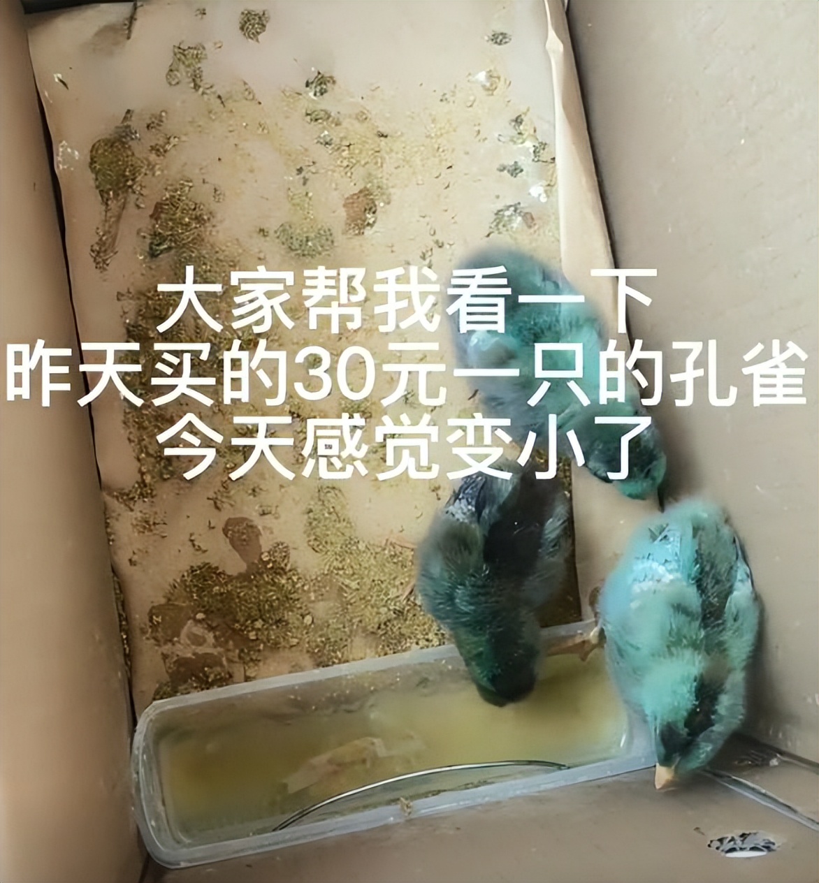 女子花3000元买了只鸡,女子花3000元买了一只鸡