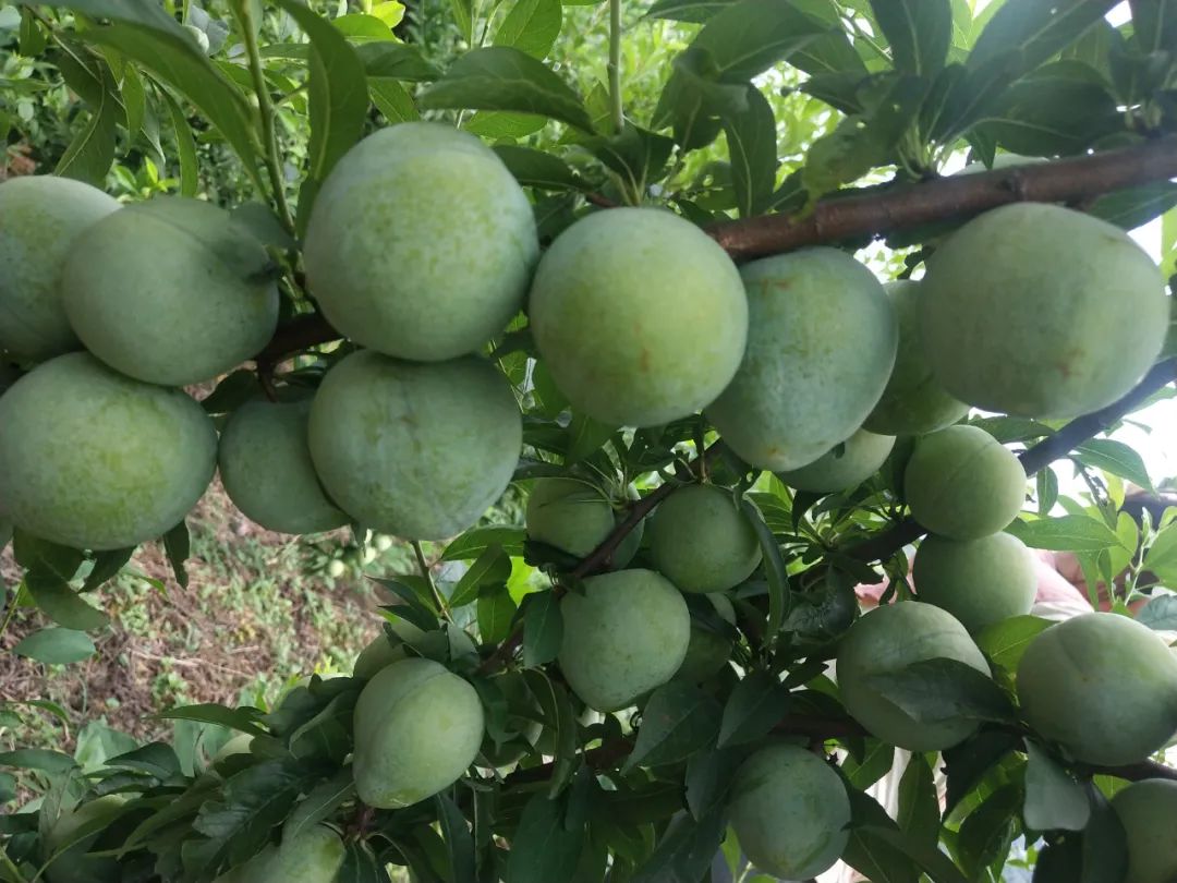 采摘“李”想的味道！碧江区川硐街道亩奈李大丰收!