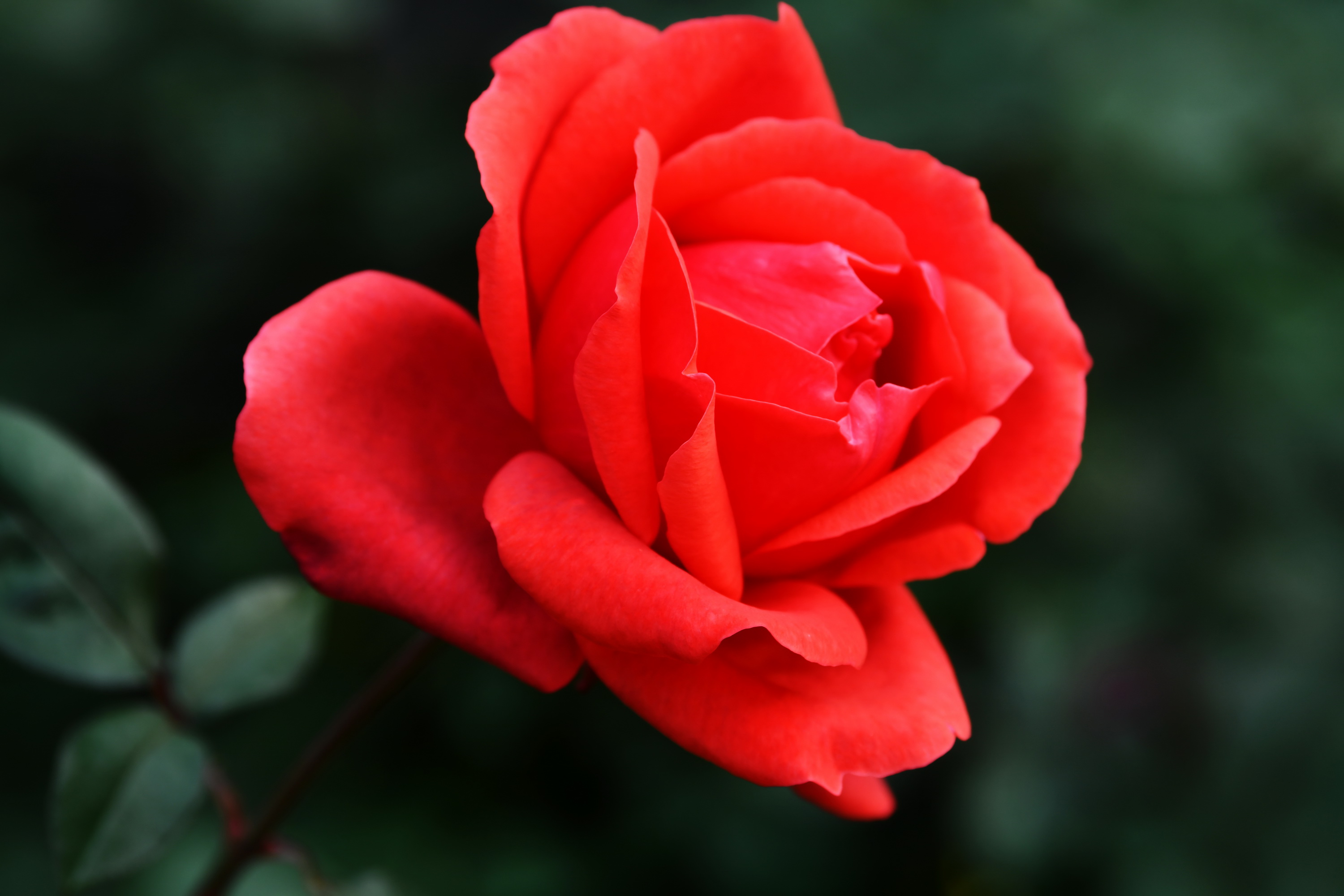 广州市番禺区宝墨园攻略,广州宝墨园景观