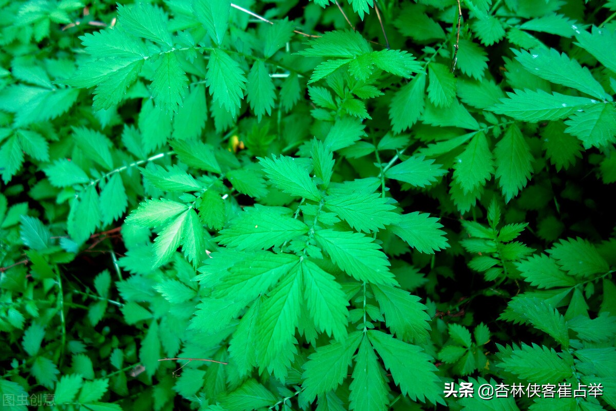 健脾祛湿补肾固精经典药方,肾虚寒湿重该吃啥中成药调理