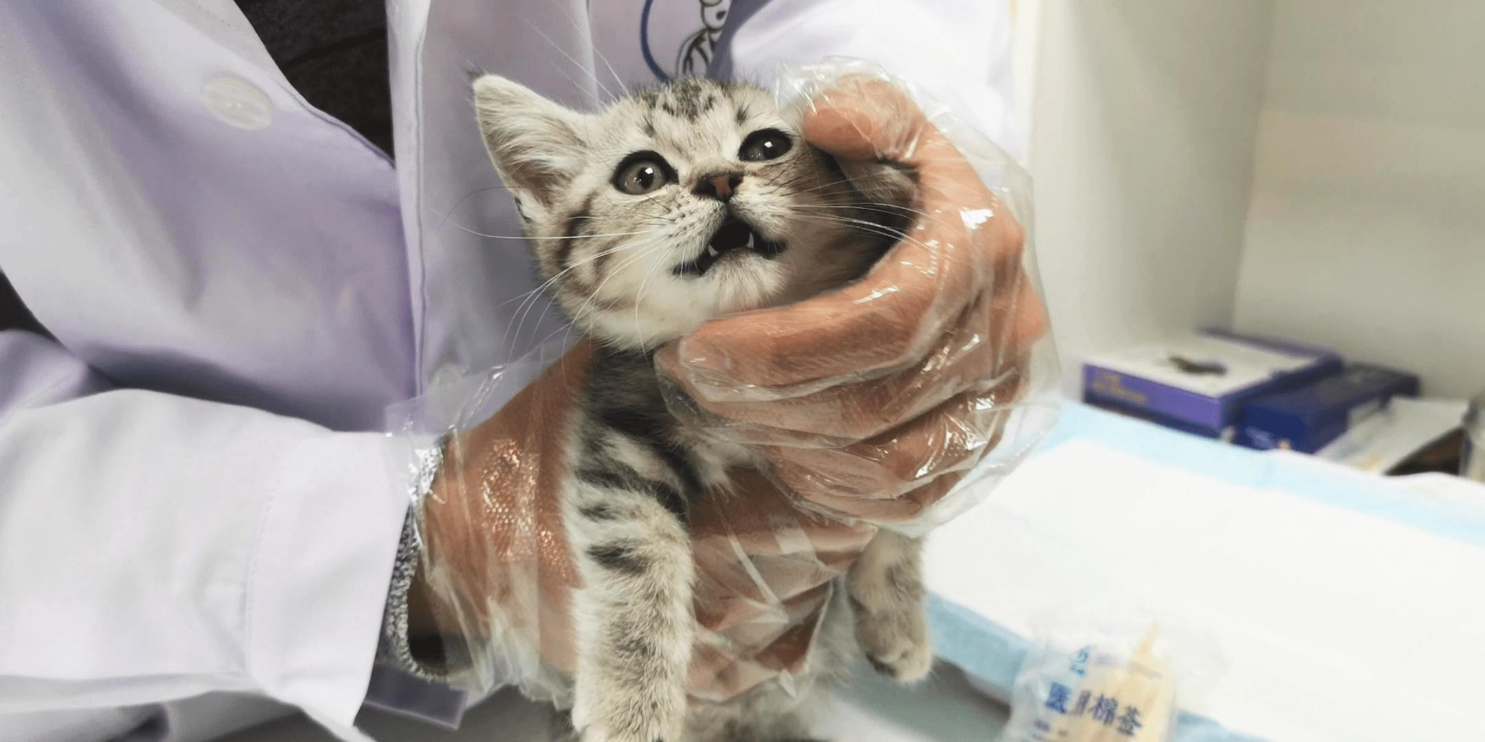 老祖宗严选的猫,老祖宗传下来的选猫秘诀