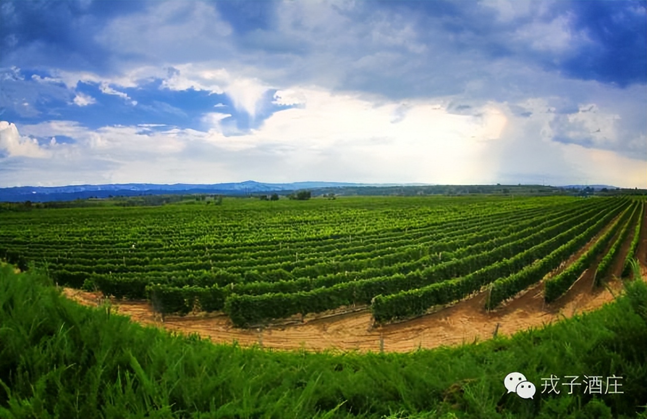 戎子酒庄葡萄酒酿造时间表,戎子酒庄的经济优势