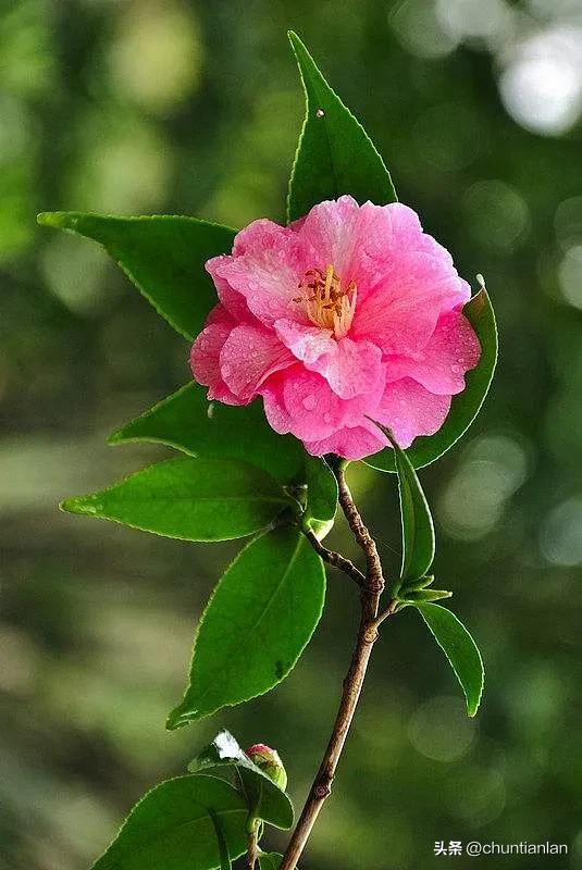山茶花纯音乐,山茶花
