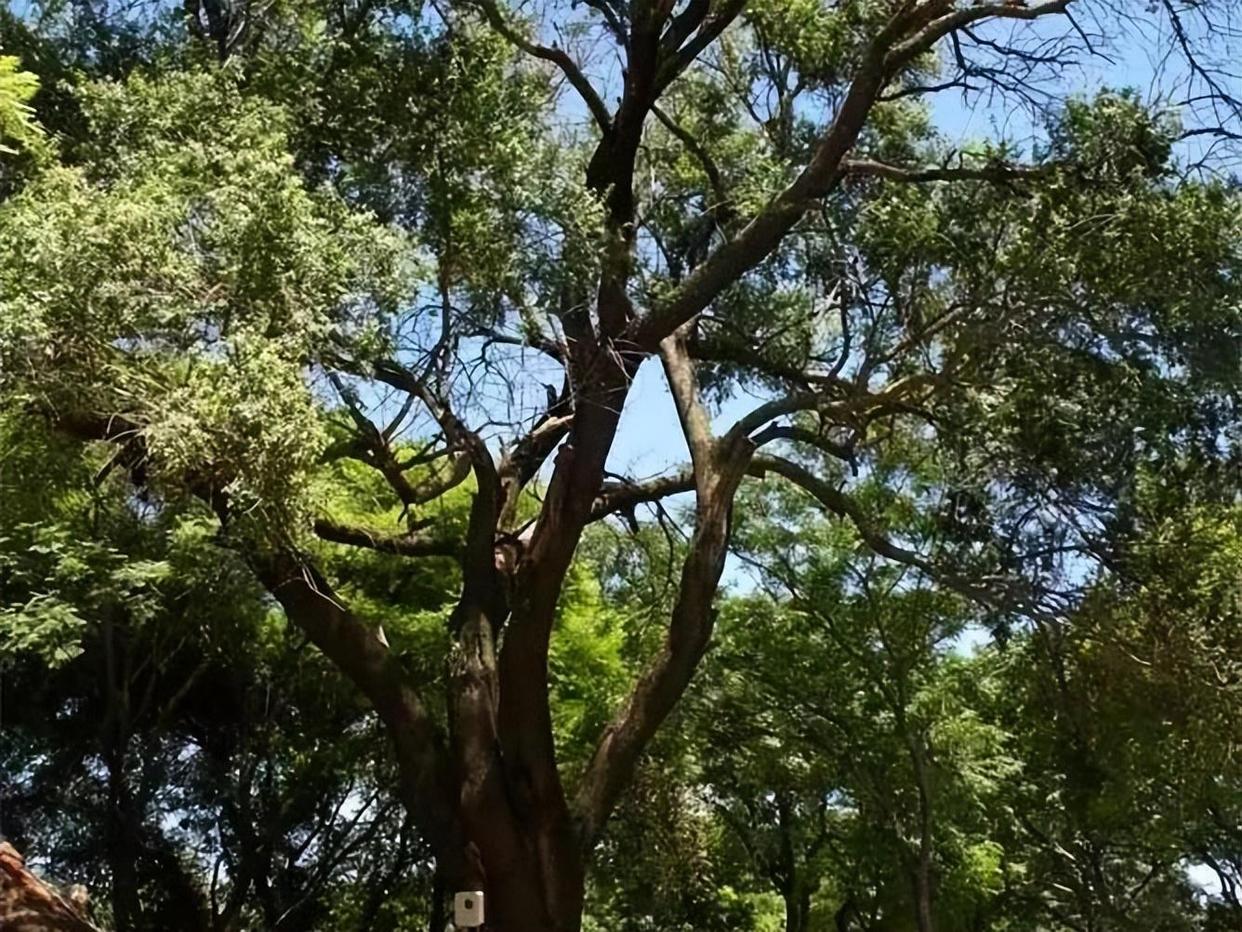榉木雕刻手串,天然紫金砂手串