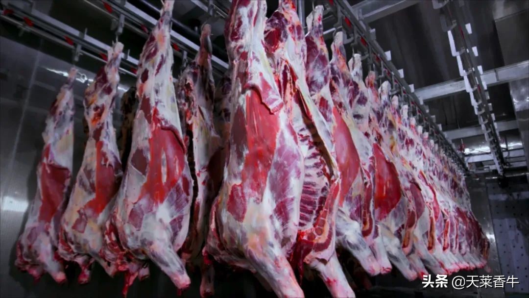 鏈夋満钄彍璇氫俊绗竴,鏈夋満澶╄彍棣欑墰绀肩洅