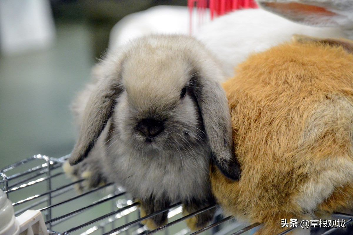 鎺㈣杩庢槬鑺卞競,澶ц繛瑗块儕鑺卞競鎼摢鍘讳簡