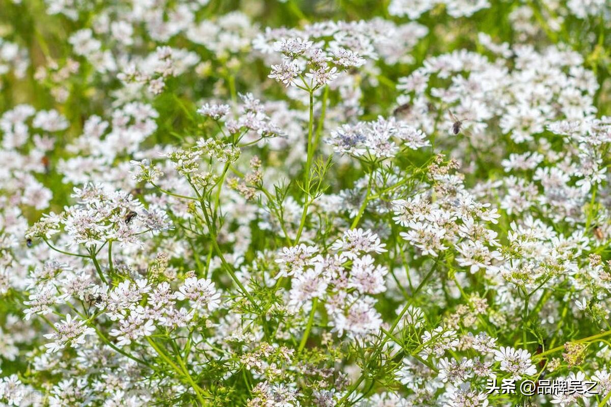 吴之讲区域品牌：西旗羊肉“呼伦明珠”为何被称为“草原珍品”？