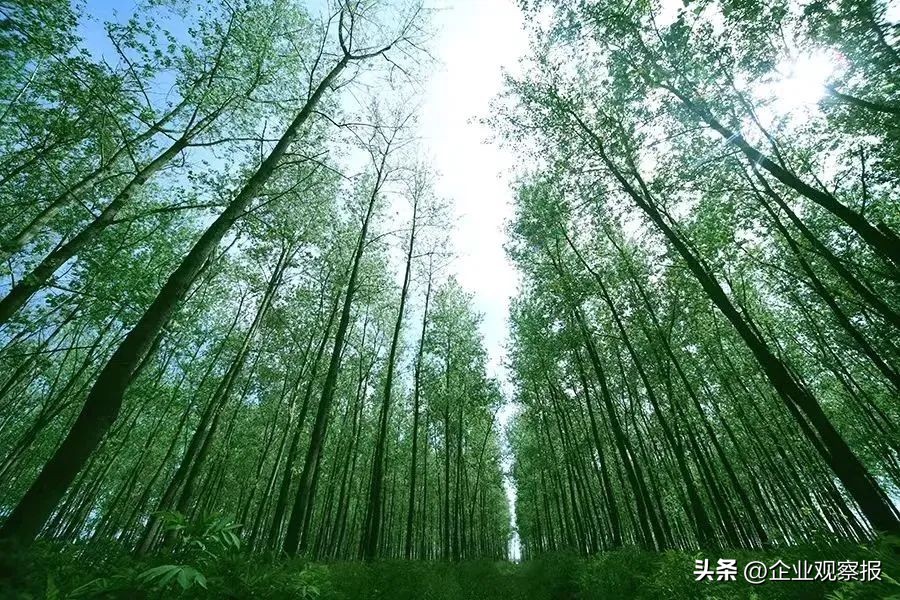 当好推进生态文明建设的实践者,中国诚通愿景