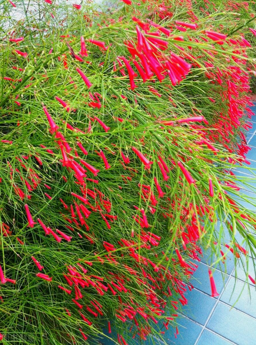 一花一深爱，花海美蓝天，花艳醉*光春**，花笑荡柔情，人间如仙境