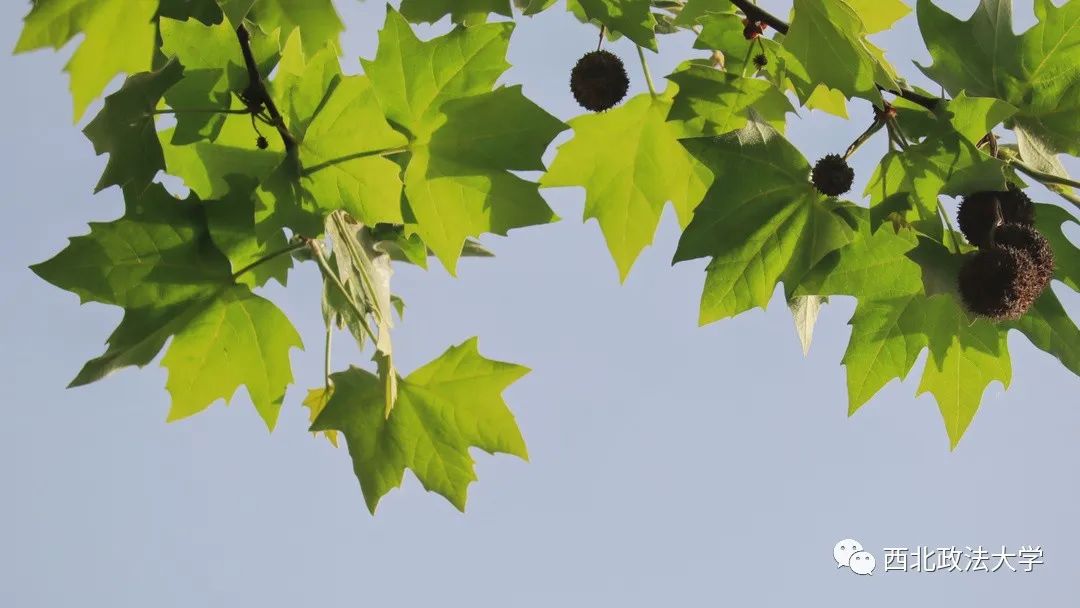 西法大到底是什么,西法大是什么意思网络用语