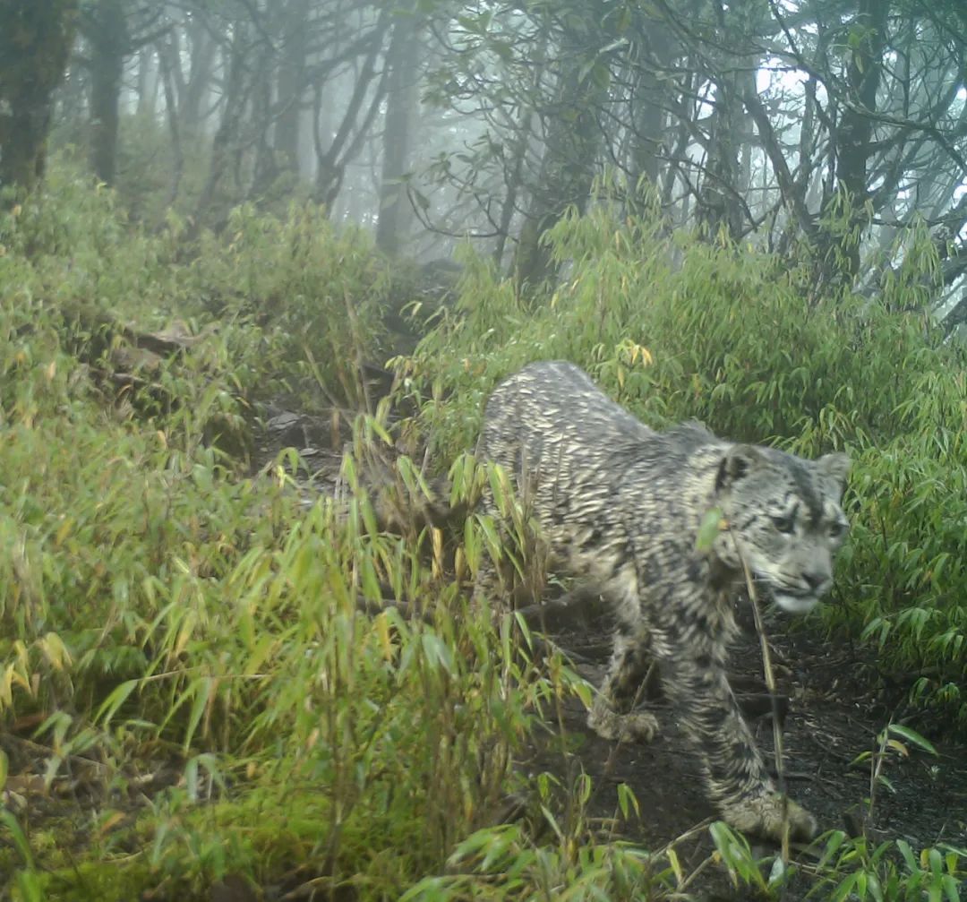 我们先去看熊猫吧英文,我们来了参观熊猫基地视频