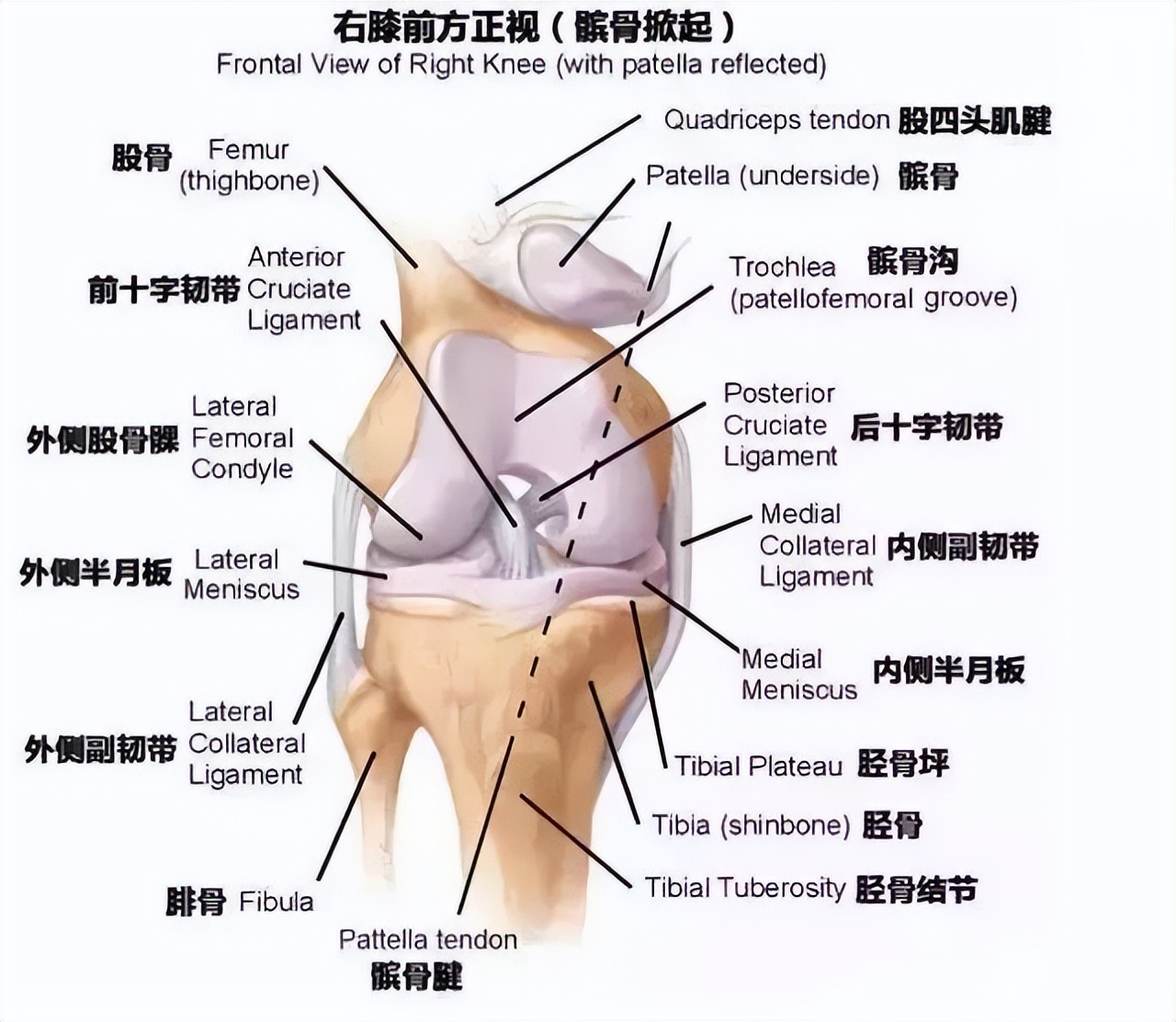 法国小将因伤无缘世界杯,法国6名大将因伤无缘世界杯