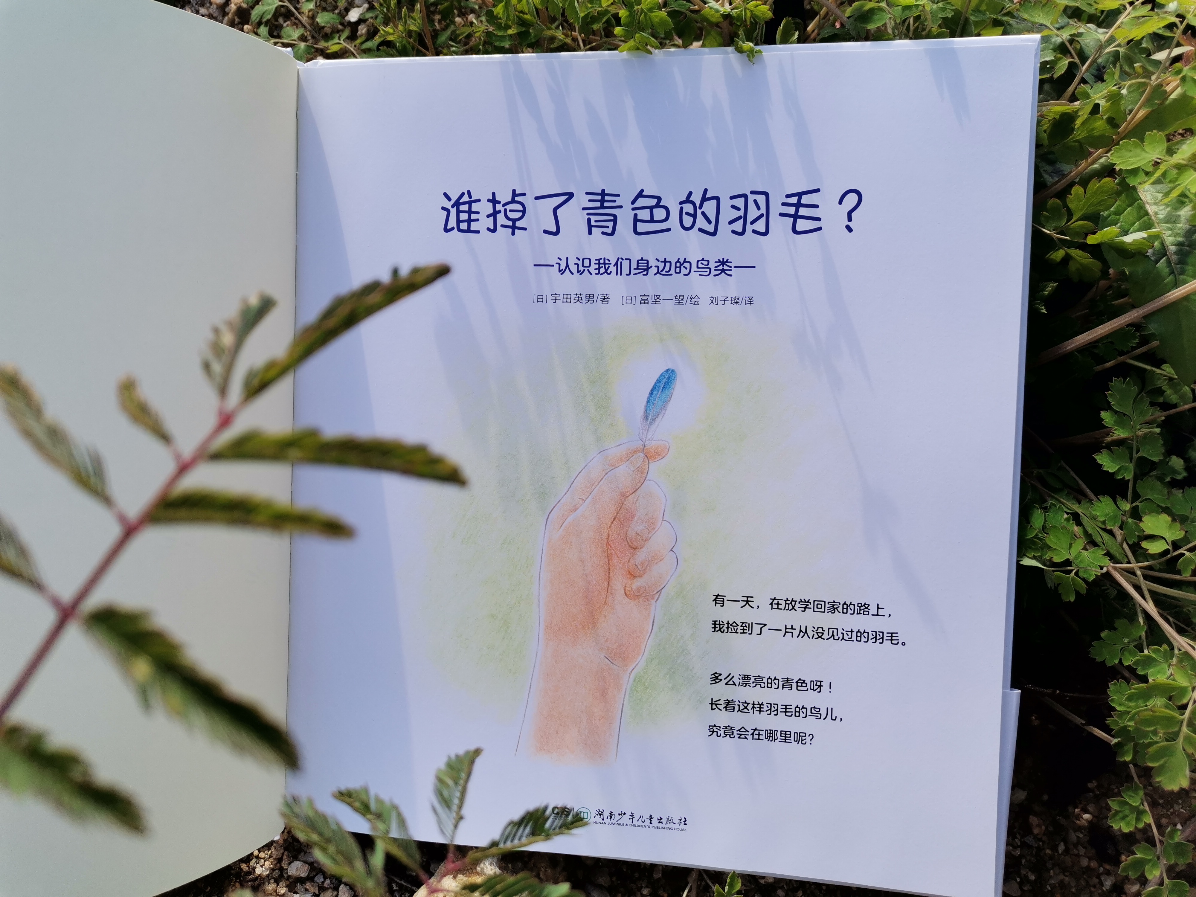 青色的羽毛黄肚皮的鸟,青色的羽毛