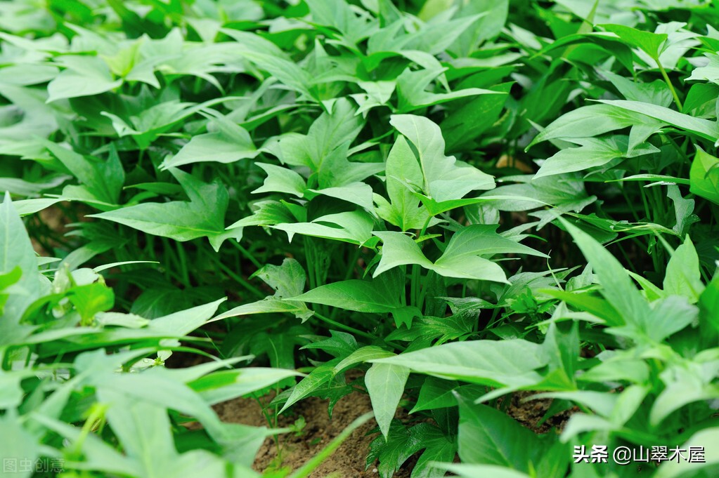 2022年英语中考单词拼写,2022中考英语单词高频