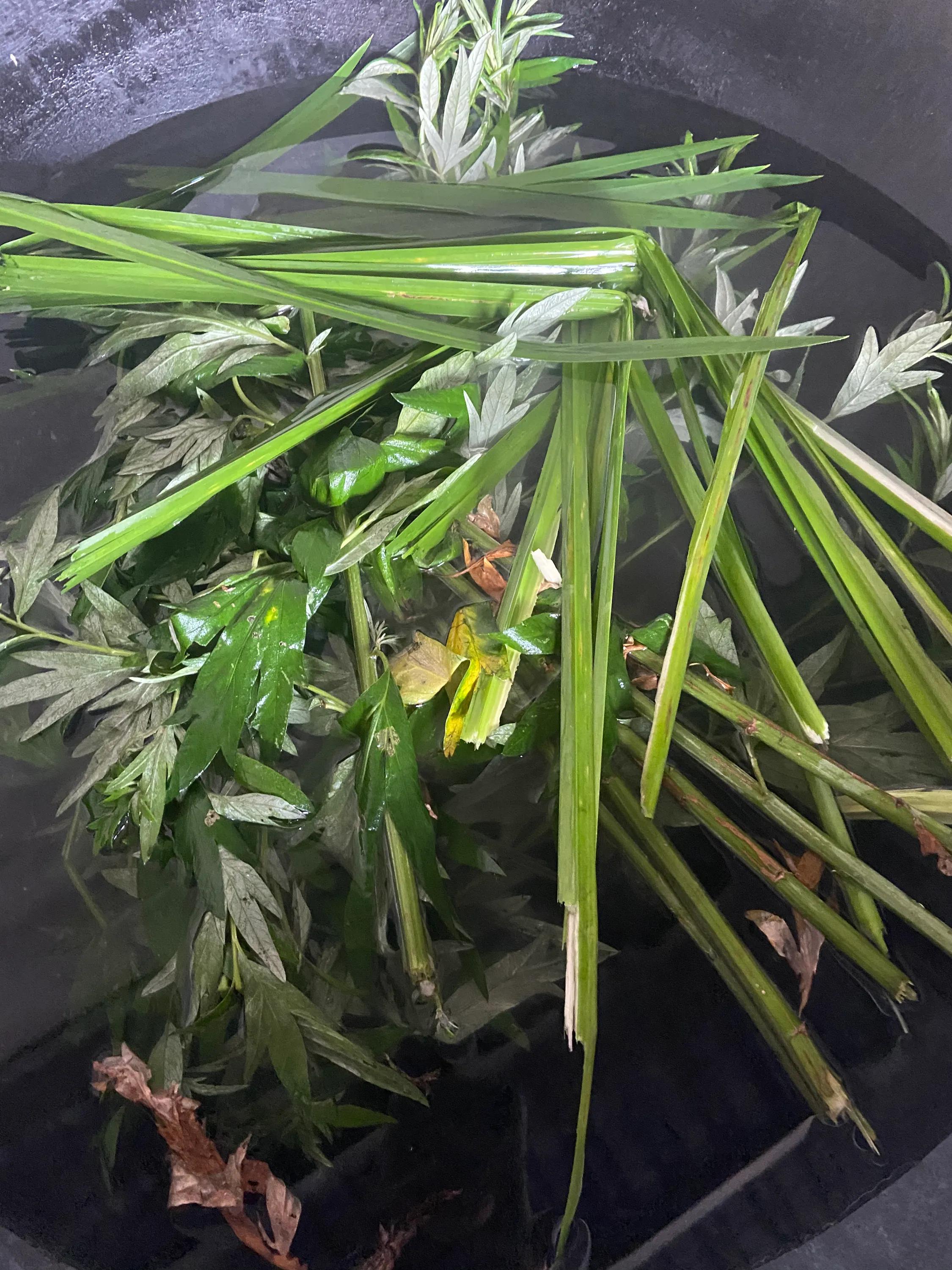 鏂伴矞鑹捐崏鑿栬挷,鑿栬挷鑹捐崏