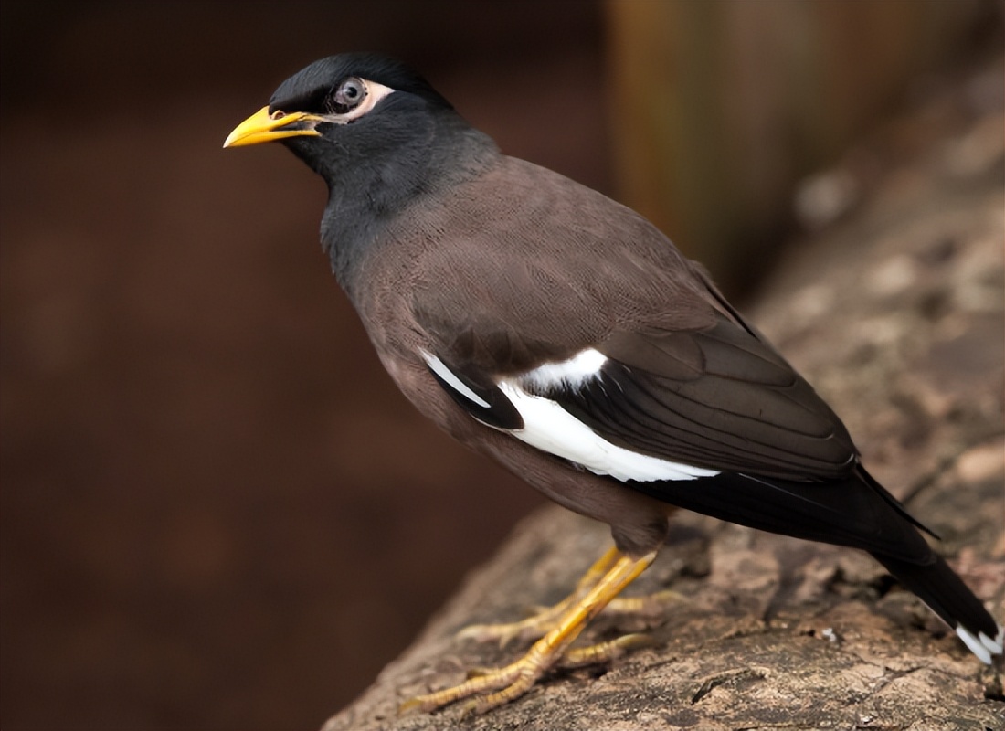 八哥鸟十大禁忌食物,八哥都可以吃什么