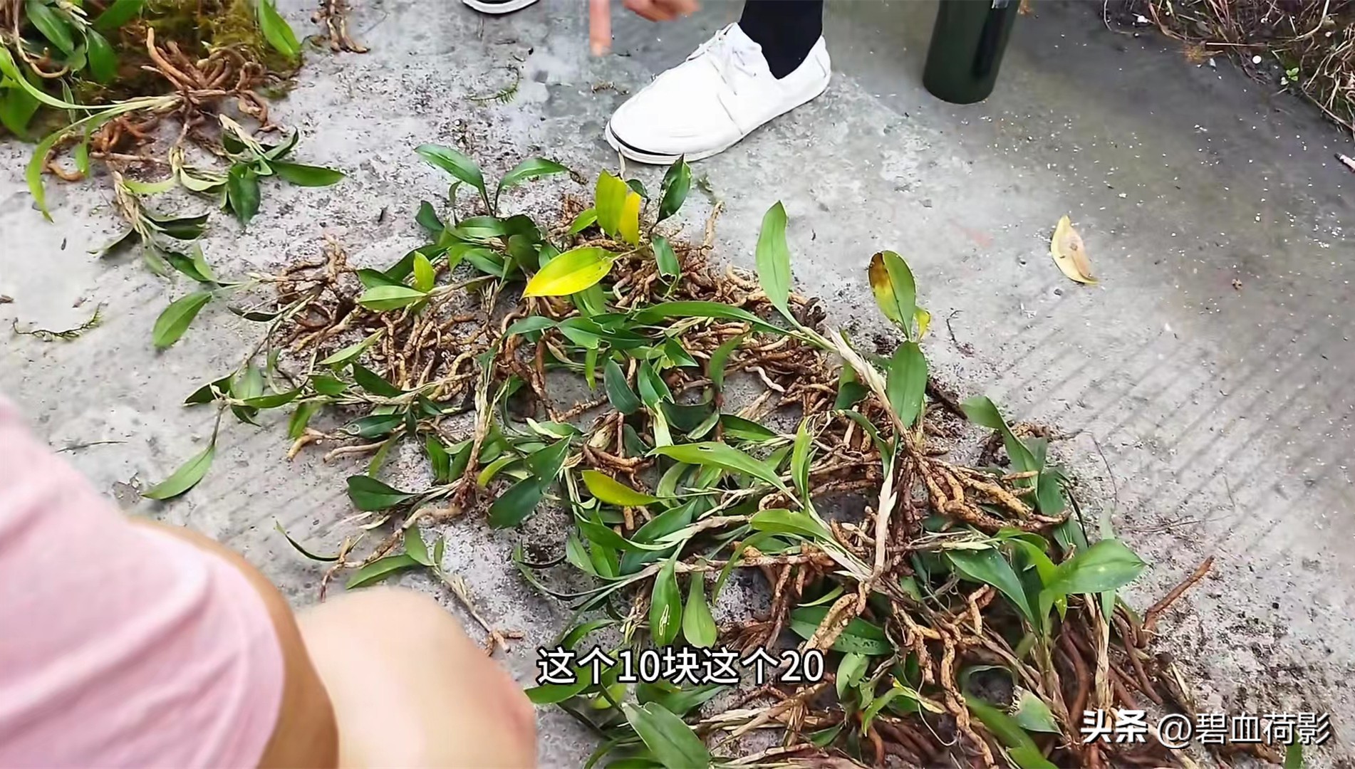 兰市低迷兔耳兰却一家独大,兰友要不要跟风投资?你需要明白五点