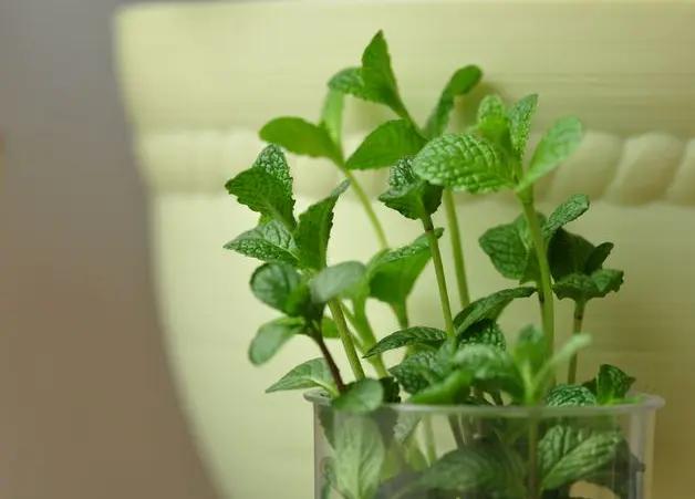 养薄荷冬天应注意什么,养薄荷盆栽的注意事项