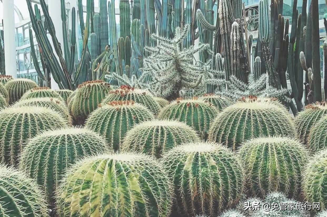 第一次去厦门旅游攻略详细,自己去厦门两天游怎样去划算