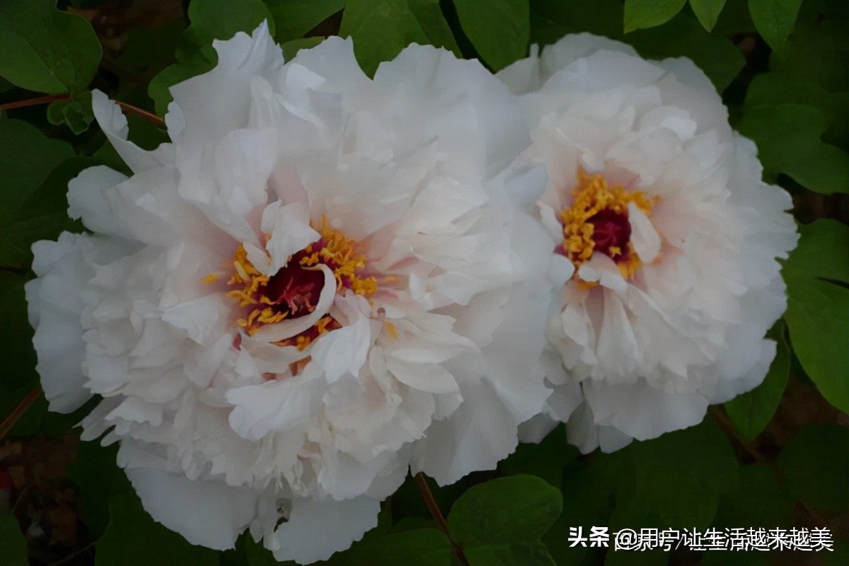 牡丹为什么被称为中国的国花,为什么牡丹能成为中国的国花