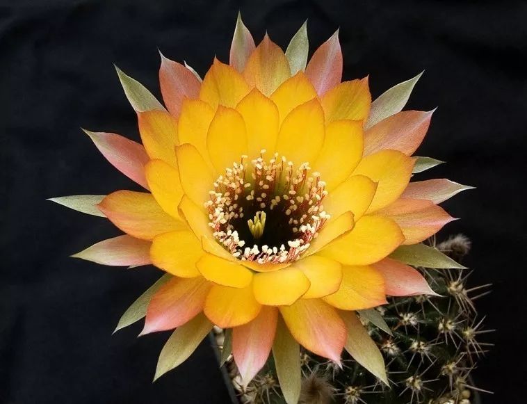 200种·仙人球开花图鉴，大开眼界，美到爆