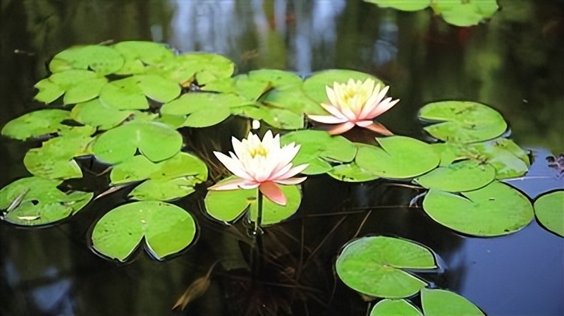 池上芙蕖次第开花繁蕾密莲生香