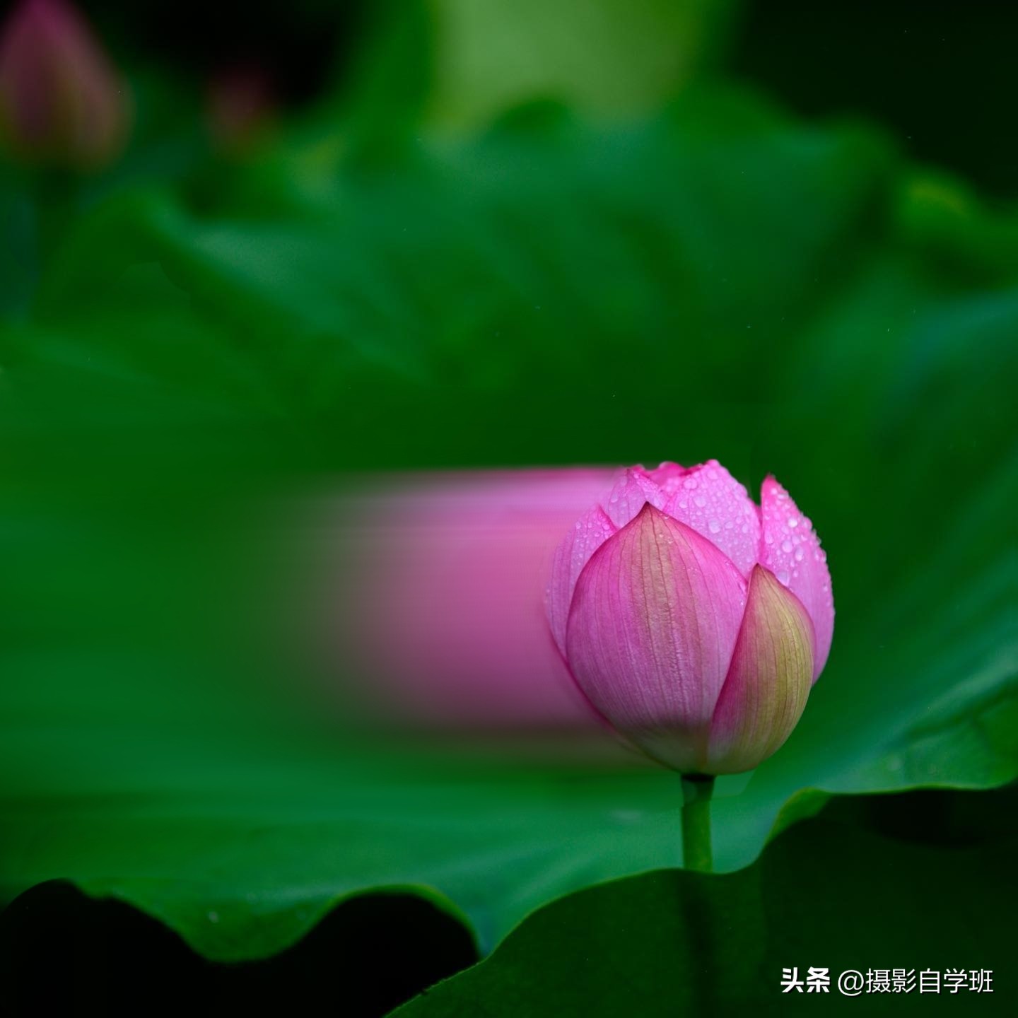 摄影后期修图教程荷花后期,手机拍摄荷花摄影师总结10个技巧