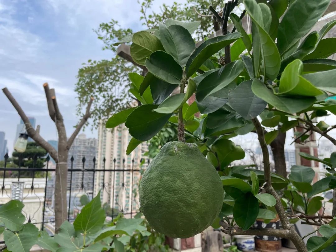 很多人羡慕的阳台,让别人羡慕的阳台