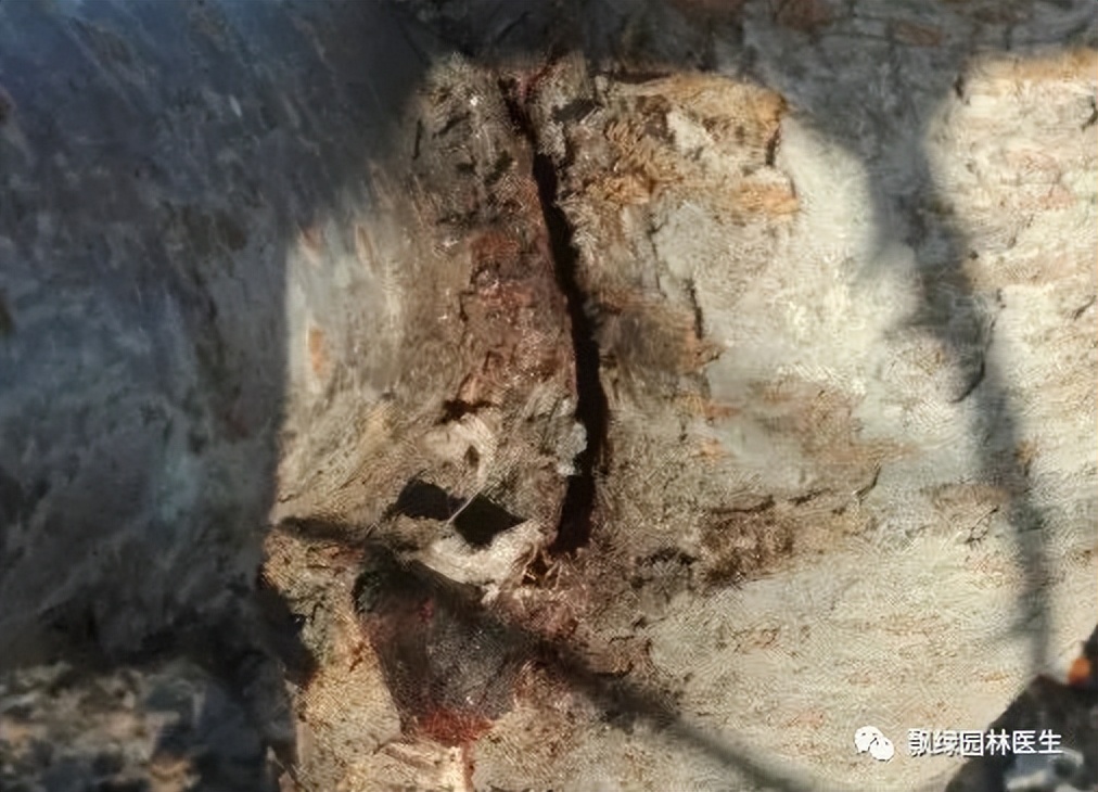 苗木受冻害了怎么补救,苗木叶子发黄冻害解决方法