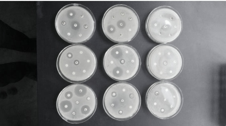 怎么快速检测蛋鸡滑液囊支原体,鸡的滑液囊支原体如何防控