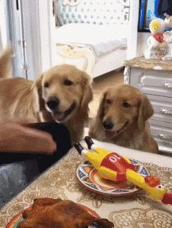 金毛犬最近吐怎么回事,金毛犬拉肚子呕吐怎么了