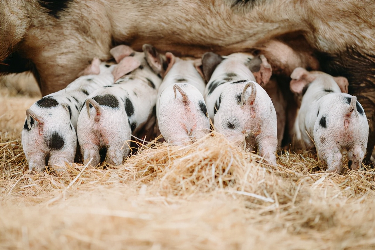 母猪保健方案及母猪保健程序汇总,母猪产后多长时间喂大母猪