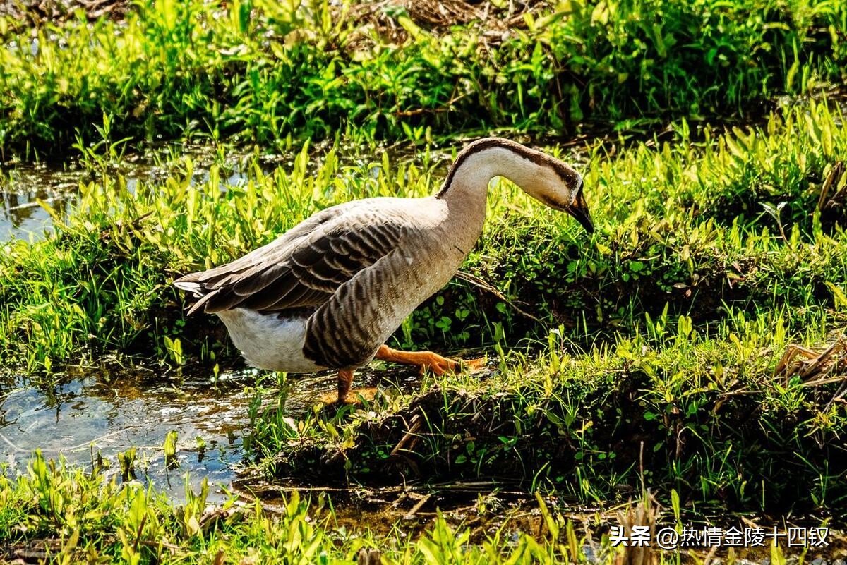 桂林遇龙河一日游最佳攻略,遇龙河竹筏3人漂流攻略