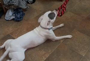 猫狗太臭了怎么办,为什么猫狗夏天不热