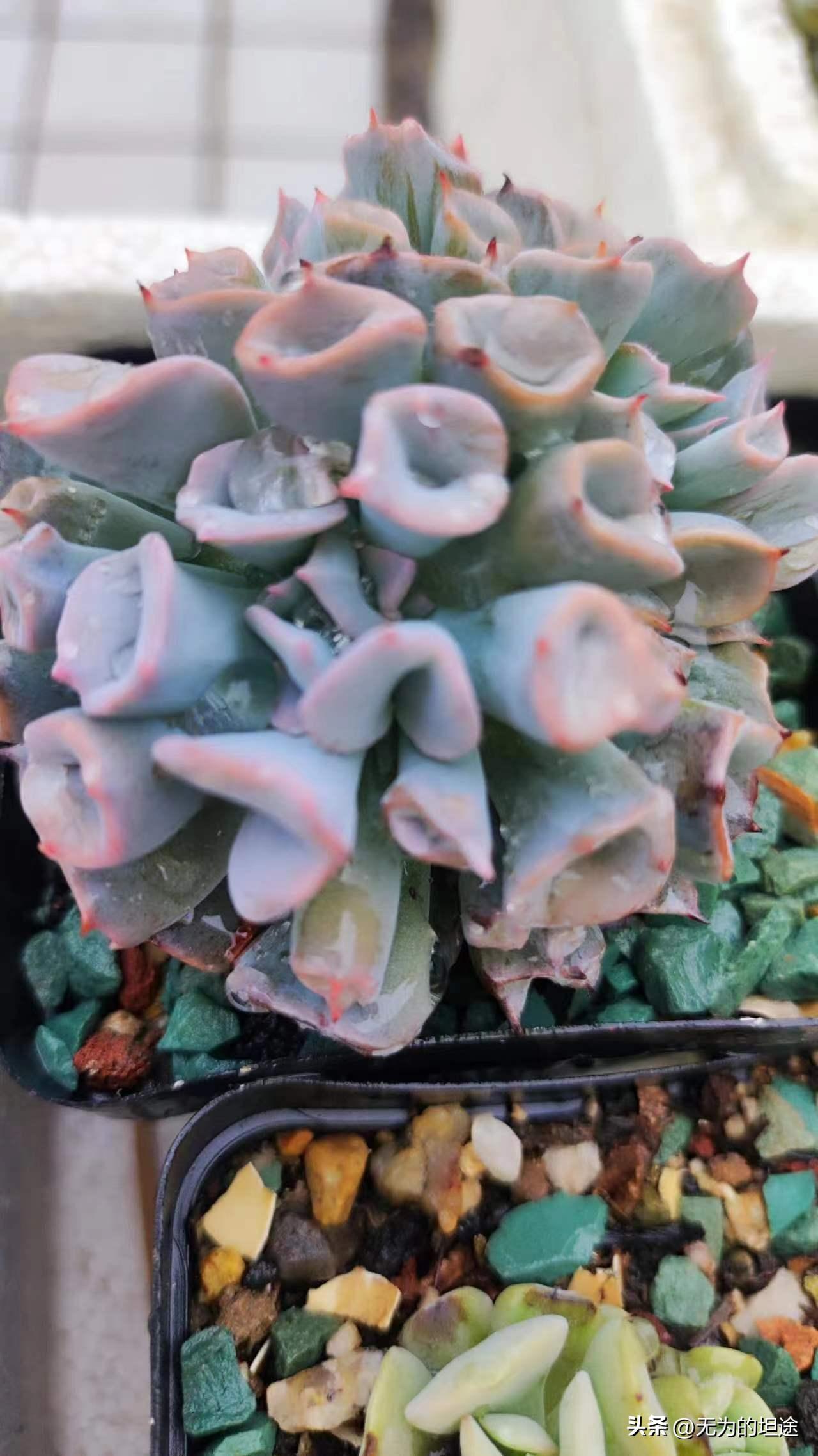 亮晶晶的黄翡翠手镯,亮晶晶的翡翠