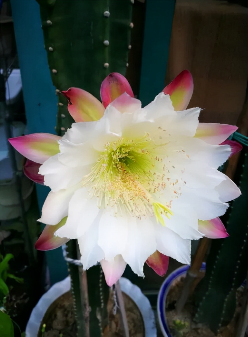 排名第一镇宅花做菜,镇宅最吉利的三种花是什么花啊