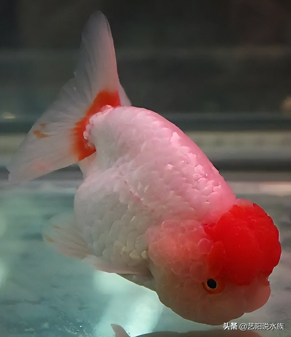 什么金鱼适合新手养的,新手比较适合养的金鱼