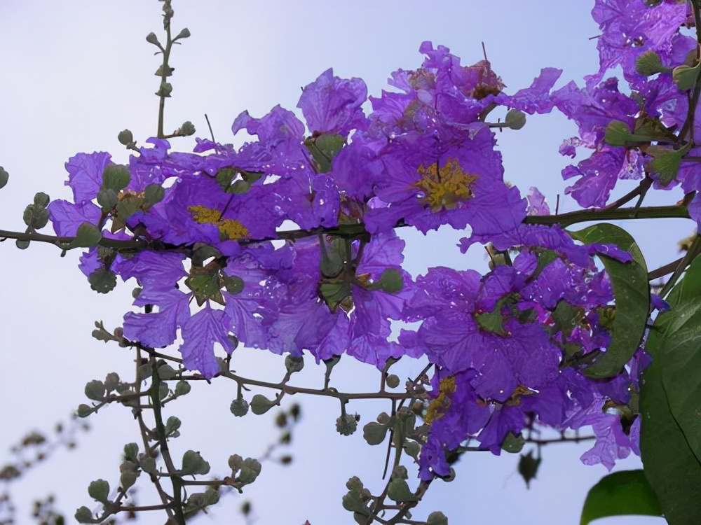 百种鲜花图片欣赏,十种最美丽的鲜花
