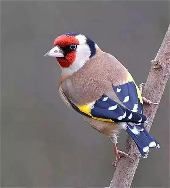 最美罕见的小鸟,全世界最罕见的小鸟