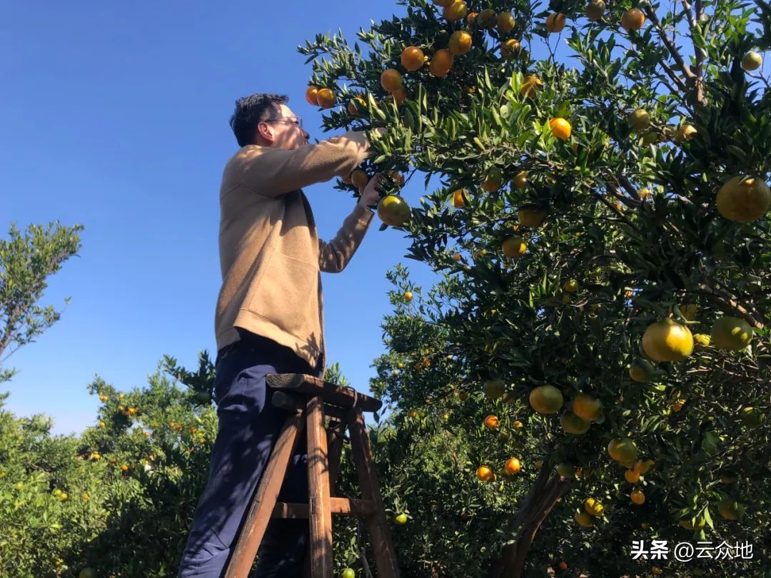 橘子摘果技术,采橘子方法