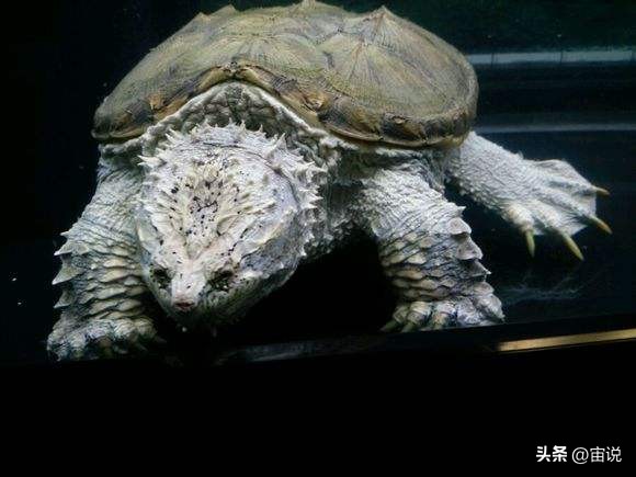 养殖鳄龟和野生鳄龟有什么区别,鳄龟养殖环境