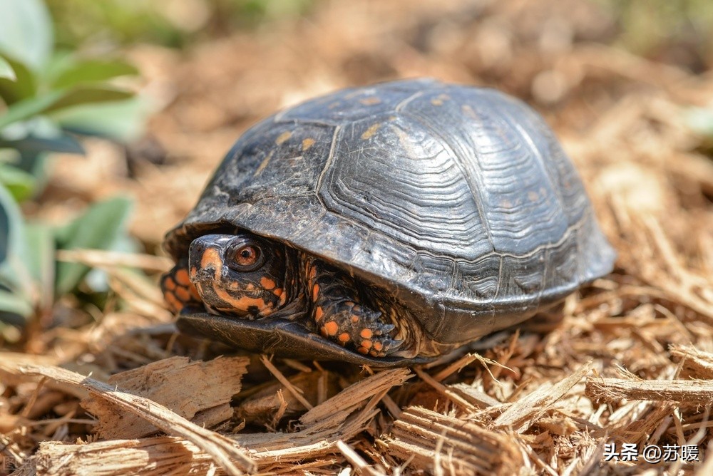 乌龟白眼不用药的治疗方法,乌龟白眼怎样治没有药