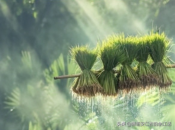 清明时节为什么雨水多玄学说法,清明雨水多的原因简短易懂