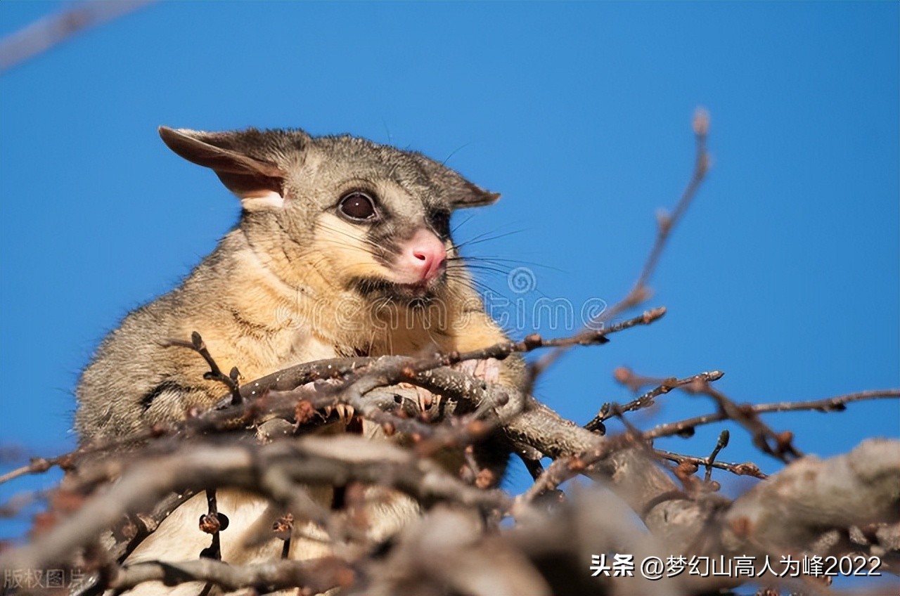 有袋类动物分布在哪里,有袋类动物发展史