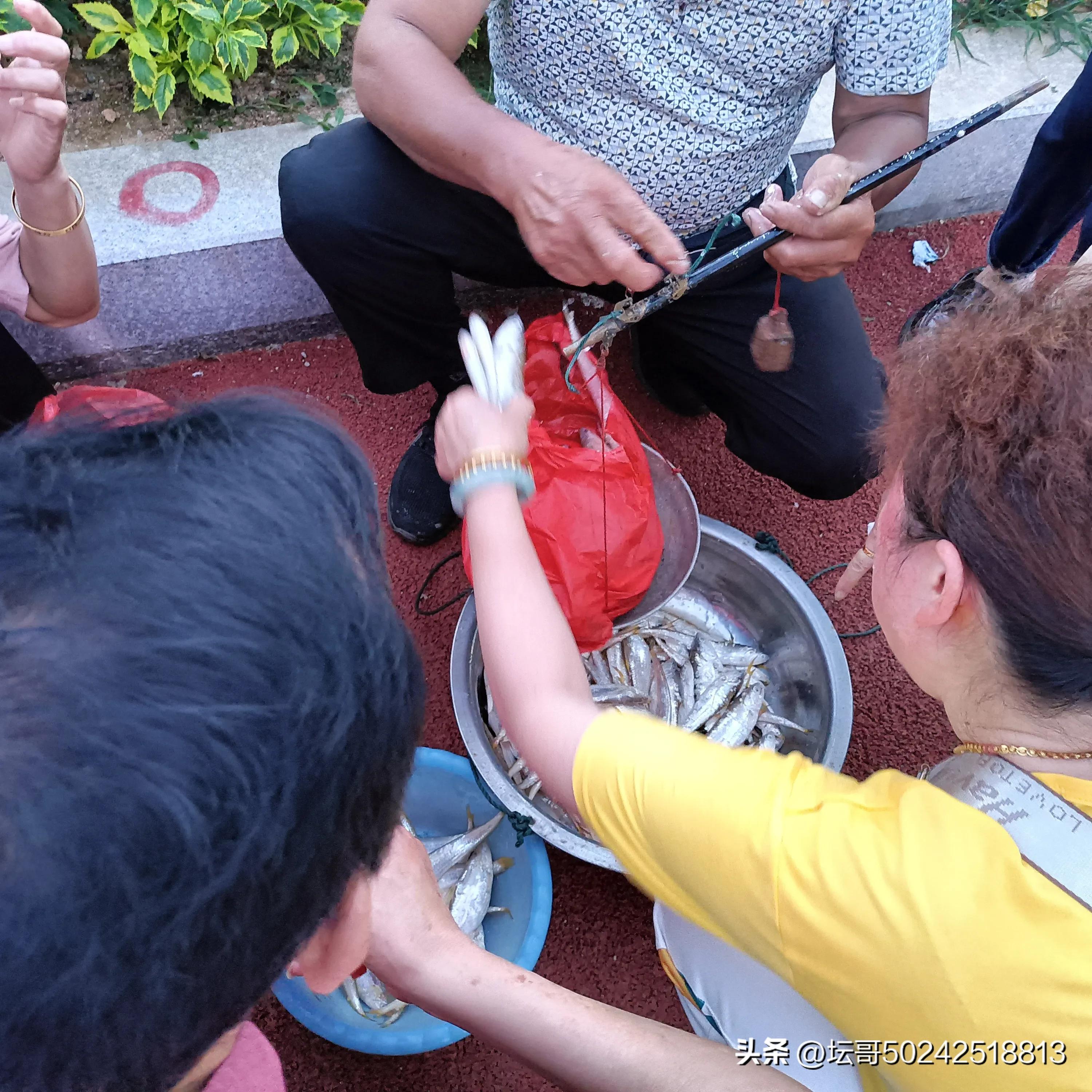 赛岐凤尾鱼价格,赛岐凤尾鱼