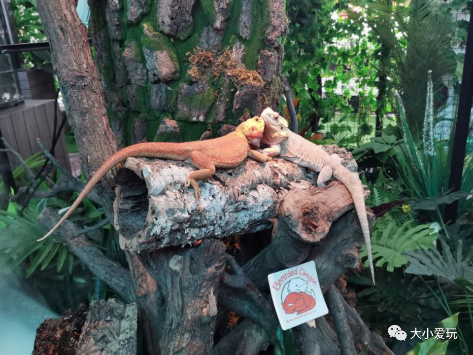 还有哪些适合遛娃的儿童乐园,儿童游乐园假期亲子遛娃好去处