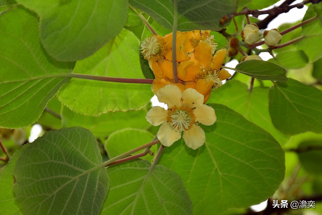 猕猴桃新西兰奇异果,奇异果新西兰猕猴桃